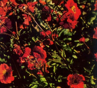 Fotografía de la planta Geum de chile