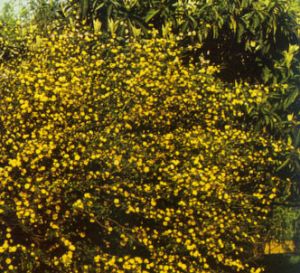 Querria