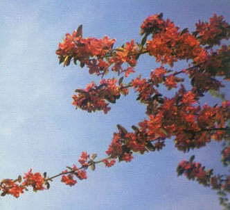 Fotografía de la planta Manzano rojo