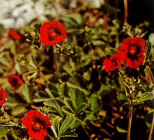Potentilla roja