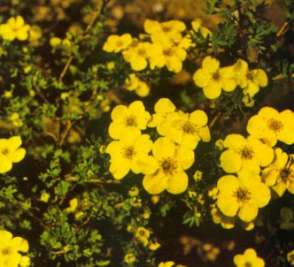 Fotografía de la planta Potentilla arbustiva