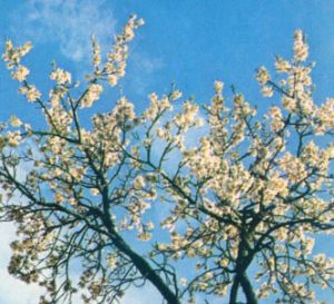 Almendro
