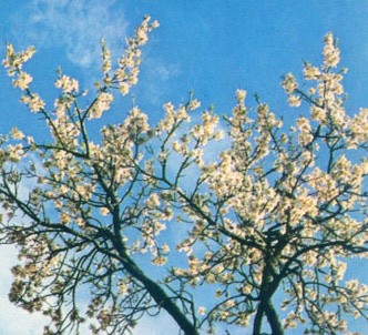 Fotografía de la planta Almendro
