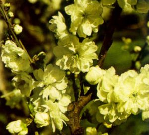 Melocotonero de flores blancas