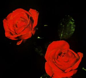 Rosa baccara