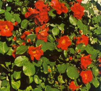 Fotografía de la planta Rosa sarabanda