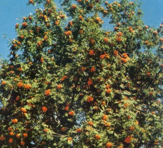 Fotografía de la planta Serbal silvestre