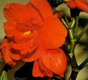 Begonia bulbosa