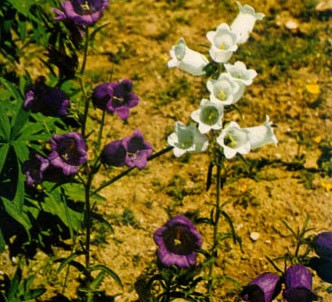 Fotografía de la planta Farolillos
