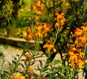 Alheli amarillo