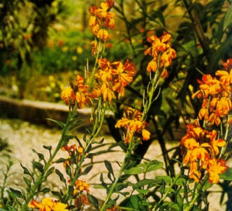 Fotografía de la planta Alheli amarillo