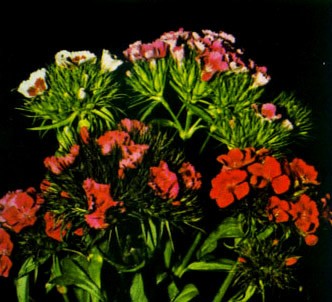 Fotografía de la planta Minutisa