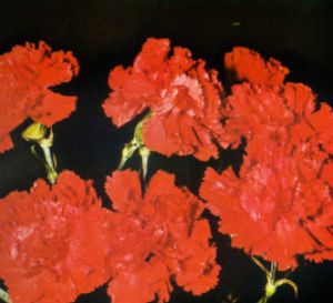 Clavel