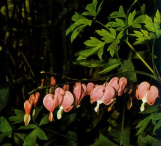 Fotografía de la planta Corazones