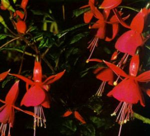 Fucsia