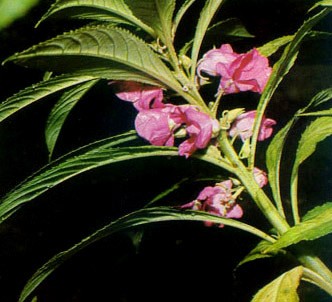 Fotografía de la planta Balsamina - Miramelindos