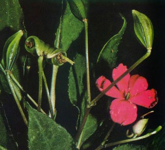 Fotografía de la planta Gliceria acuática