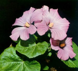 Malva real LT.