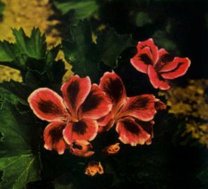 Pelargonio