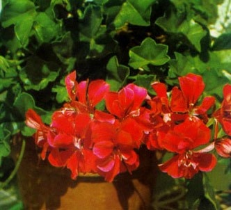 Fotografía de la planta Geranio de hiedra - Gitanilla