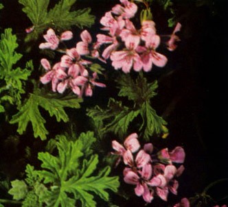 Fotografía de la planta Geranio de hojas perfumadas