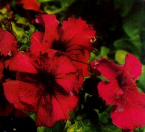 Petunia