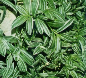 Tradescantia manchada