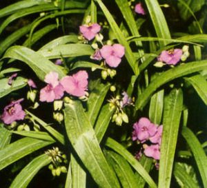 Tradescantia