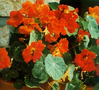 Fotografía de la planta Capuchina
