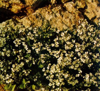 Fotografía de la planta Arábide de los alpes
