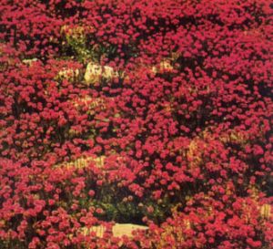 Armeria