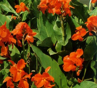 Fotografía de la planta Caña de indias