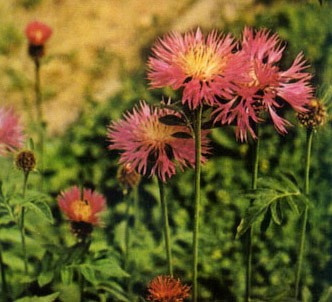 Fotografía de la planta Centaurea