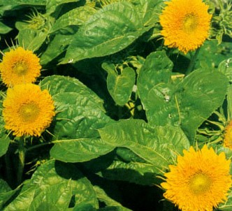 Fotografía de la planta Girasol enano