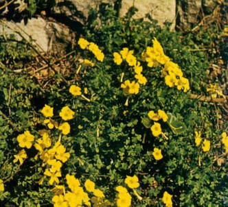 Fotografía de la planta Agrios