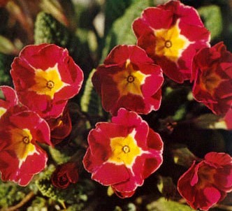 Fotografía de la planta Primavera