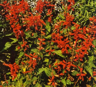 Fotografía de la planta Banderilla