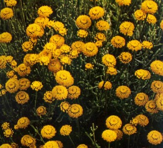 Fotografía de la planta Abrótamo hembra