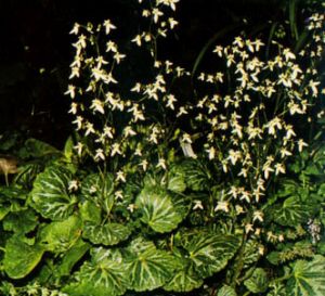 Saxifraga