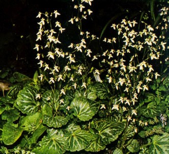 Fotografía de la planta Saxifraga