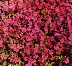 Silene