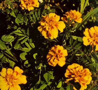 Fotografía de la planta Clavel de moro - Damasquina