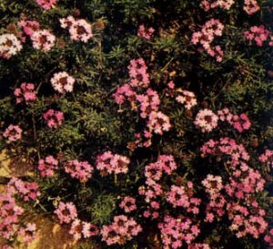 Verbena