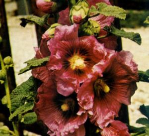 Malva real