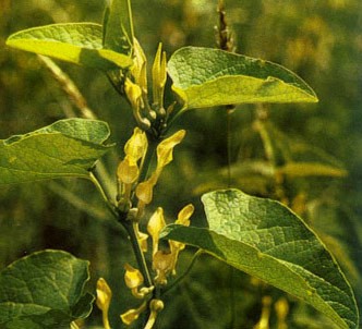 Fotografía de la planta Clematítide