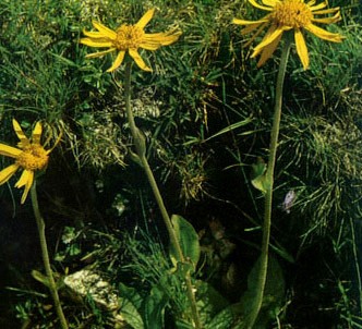 Fotografía de la planta Árnica