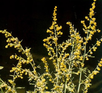 Fotografía de la planta Ajenjo - Absintio