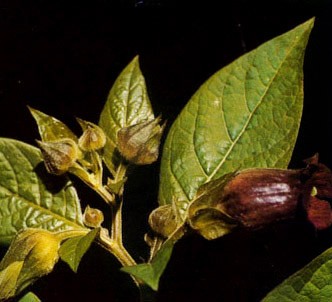 Fotografía de la planta Belladona
