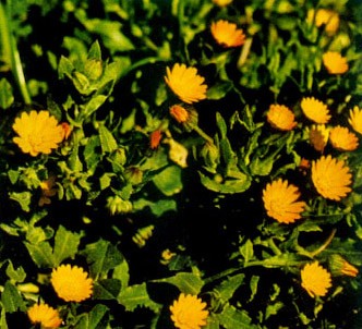 Fotografía de la planta Maravilla - Caléndula