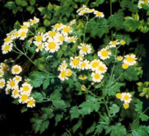 Matricaria